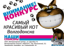 «Блокнот» предлагает выбрать самого красивого кота Волгодонска