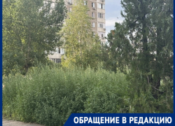 «Трава в человеческий рост!»: около дома Курчатова, 23 скоро сорняки придется вырубать топорами