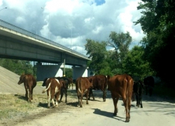 В окрестностях Волгодонска задержали быков на «Мерседесе»