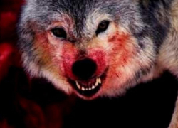 Бешеный волк в хуторе Ясырев до нападения на мужчину с собакой успел покусать местную жительницу