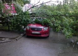 В Волгодонске дерево упало на иномарку в районе Торгового центра