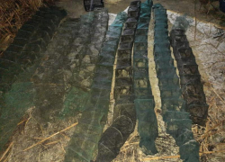 В Волгодонске введут временный запрет на ловлю тарани и плотвы