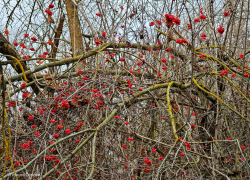 Тишина, умиротворение, поздние ягоды и последние грибы: цимлянский лес в ожидании зимы