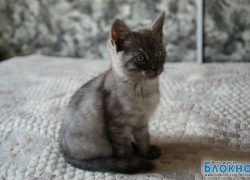 Шелдон — 46-й участник конкурса «Самый красивый кот Волгодонска»