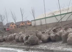 «На улице -6 и снег, а в Волгодонске сажают деревья»: местные жители выражают негодование