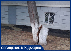 Дерево может упасть на Детскую театральную школу: волгодонец