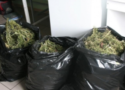 Безработный волгодонец хранил более 4 000 косяков марихуаны в гараже и на даче
