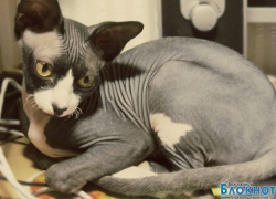 Лола — 49-я участница конкурса «Самый красивый кот Волгодонска»