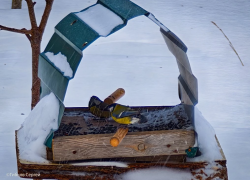 Морозы не собираются уходить из Волгодонска