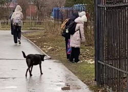 Бездомная собака истерзала остатки трупа кошки на глазах у школьников в Волгодонске