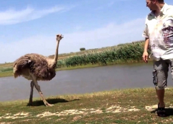  По окрестностям Волгодонска разгуливает страус и пугает рыбаков (ВИДЕО)