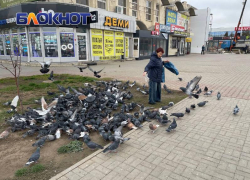 Сердобольные бабушки: почему Волгодонск утопает в голубином помете