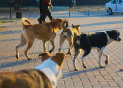 Бездомные собаки напали на несовершеннолетнего ребенка в Сальске 