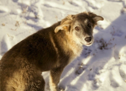 Бездомных животных в Волгодонске будут пристраивать новым хозяевам
