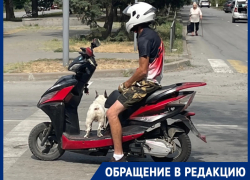 «Собака-байкер»: мужчина и его пес рассекают на скутере по Волгодонску 