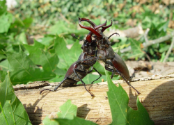 Огромные жуки-олени устраивают зрелищные бои на дачах Волгодонска из-за самок и сока