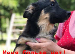 Беззащитного щенка насмерть забили палками трое мужчин в Волгодонске