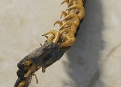 Охотится на тараканов и больно кусается: огромную сколопендру обнаружили в Волгодонске