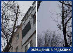«Через пару месяцев деревья повыбивают нам окна»: волгодончанка высказала мнение об обрезке деревьев на Ленина