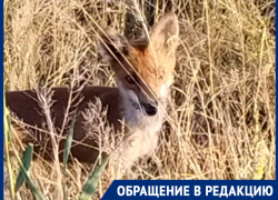 Голодная гостья ест сосиски и хлеб: в поисках еды к людям вышла лиса
