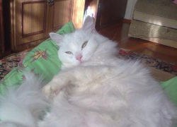 Степа — тридцать пятый участник конкурса «Самый красивый кот Волгодонска»