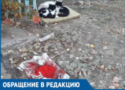 Красную икру не едят зажравшиеся уличные коты Волгодонска