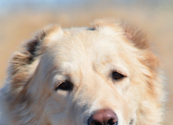 В Волгодонске неизвестный застрелил победителя конкурса «Самый лучший пес»