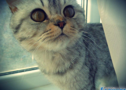 Бусинка — девятнадцатая участница конкурса «Самый красивый кот Волгодонска»