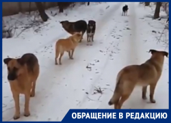 Огромную стаю собак боятся волгодонцы в районе «пятого»