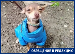 «Крошечный той-терьер в синей курточке потерялся на зимовниковской трассе, малыш ищет нового хозяина»: волгодончанка