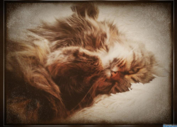 Лев Палыч — двадцать второй участник конкурса «Самый красивый кот Волгодонска»