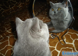 Мила - 57-я участница конкурса «Самый красивый кот Волгодонска»