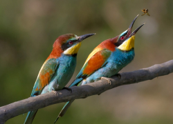 Как яркие «донские попугаи» охотятся на пчел и радуют волгодонцев 