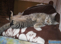 Ёжик — 53-й участник конкурса «Самый красивый кот Волгодонска»