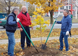 Политическая элита Волгодонска высадила 80 кленов на проспекте Курчатова 