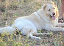 По факту убийства победителя конкурса «Самый лучший пес Волгодонска» возбуждено уголовное дело