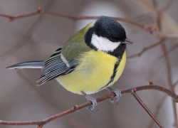 Волгодончанка прикормила целую стаю синиц-мозгоедов 