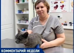 «Чем больше кошка пьет, тем меньше рисков»: ветеринар Дарья Руденко о водном балансе питомцев