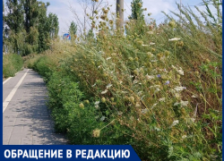 «Это борщевик?»: велодорожку в сторону Шлюзов разобрали неизвестные, а на месте плиток появились подозрительные растения 