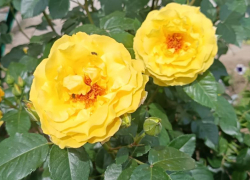 Легкий ветер и до 30 градусов тепла ожидаются сегодня в Волгодонске