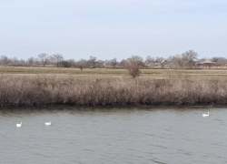 Рекордное количество лебедей прилетело выводить птенцов на реке Малая Куберле 