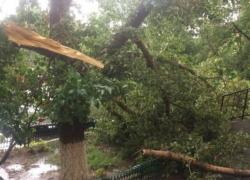 Рухнувшее из-за ураганного ветра дерево перегородило вход в подъезд