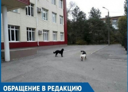 Детям приходится убегать от бездомных собак, - обеспокоенная мама из Волгодонска