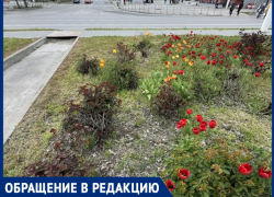 «Хорошо, что еще не навоз вместо роз»: жительница призывает спасти цветочные клумбы в сердце нового города