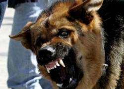 В Волгодонске бездомная собака накинулась и искусала женщину