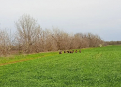 Дикие красавцы с малышом сами вышли к людям: в Волгодонском районе возрождается популяция кабанов