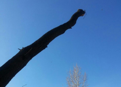 Наш любимый абрикос варварски превратили в пенек, - читатель