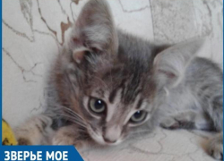 Уникальный котенок с пятью ушами родился в Волгодонске