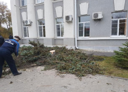 Трехметровые голубые ели из Адыгеи высадят вместо срубленных деревьев у администрации Волгодонска