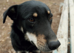 Депутаты Волгодонска намерены обратиться в Госдуму с проблемой бездомных собак